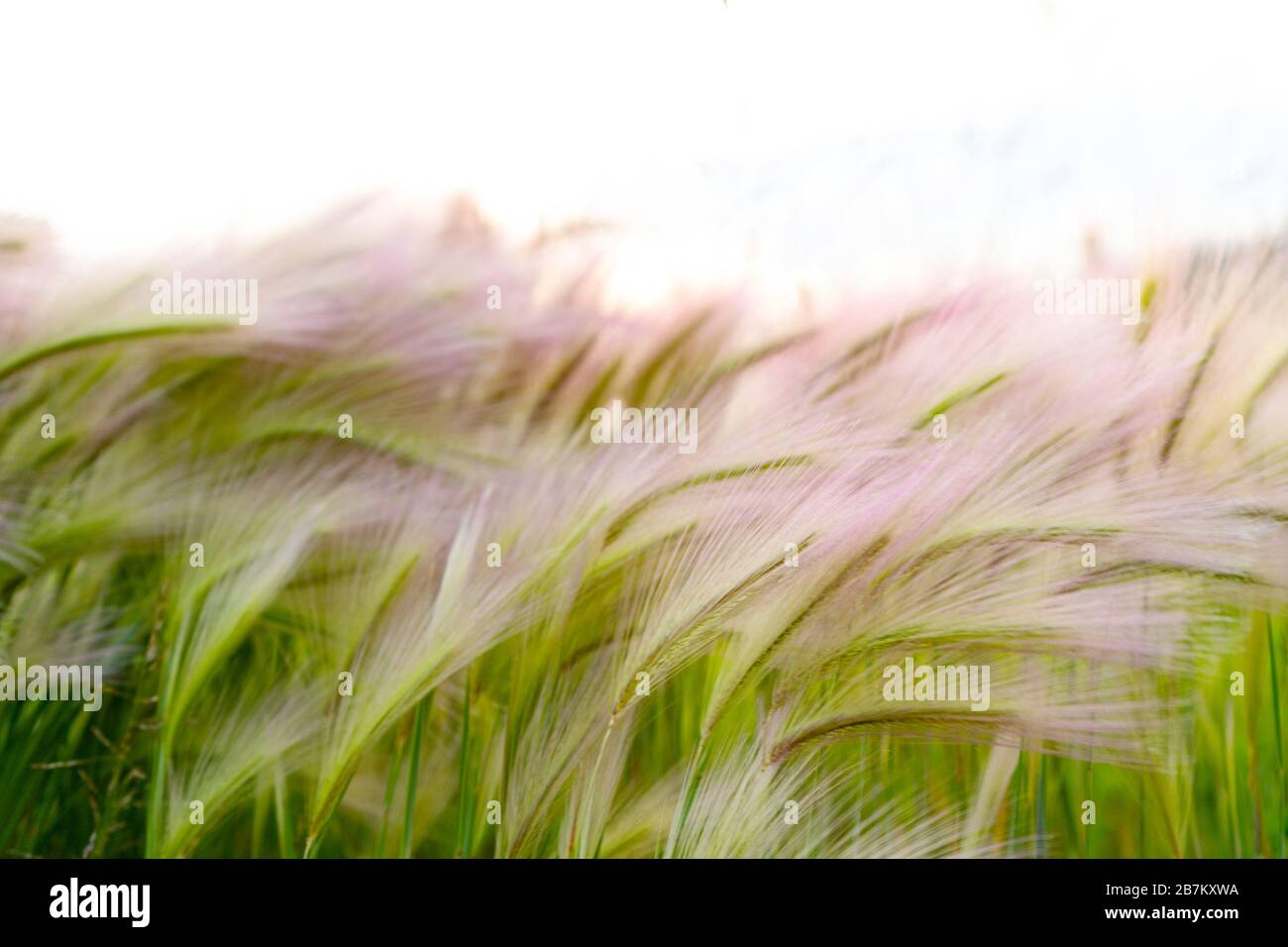 Herbe de tapis. Grass plume ou Grass aiguille, Nassella tenuissima Banque D'Images