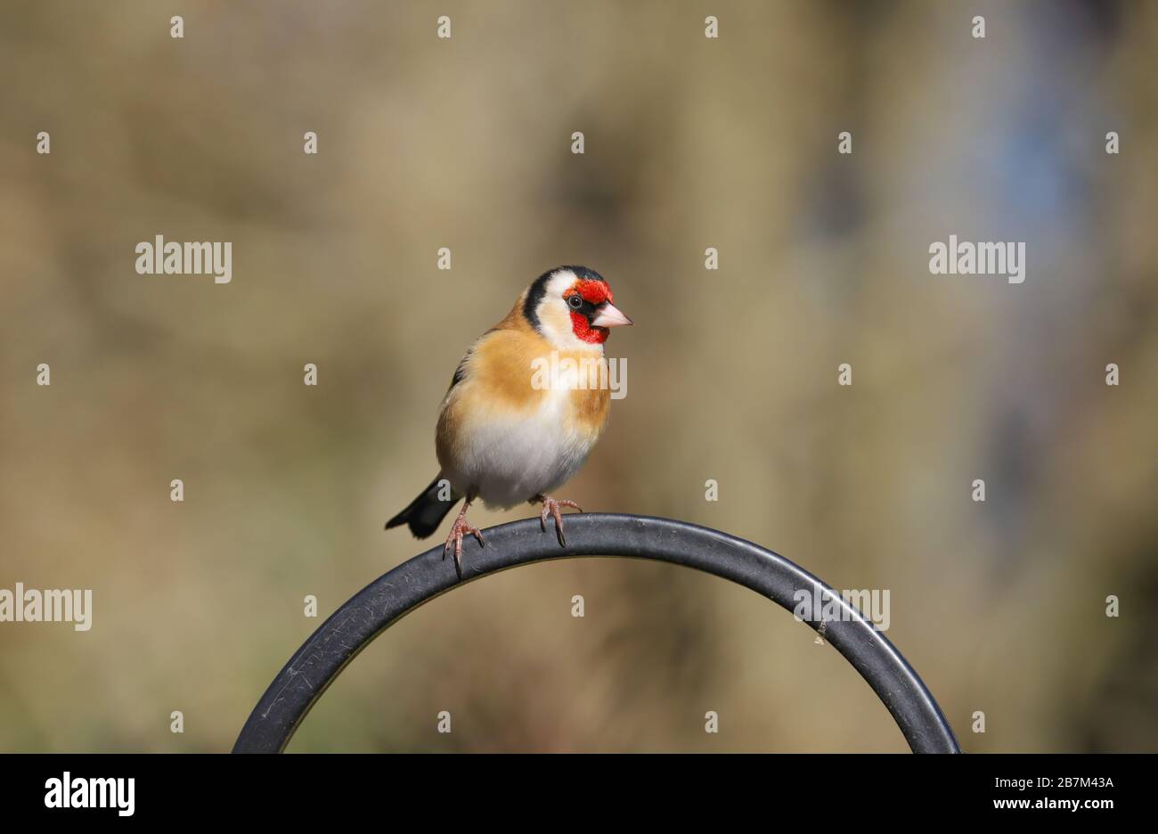 Oiseau adulte Goldfinch (Carduelis carduelis) perché. Banque D'Images