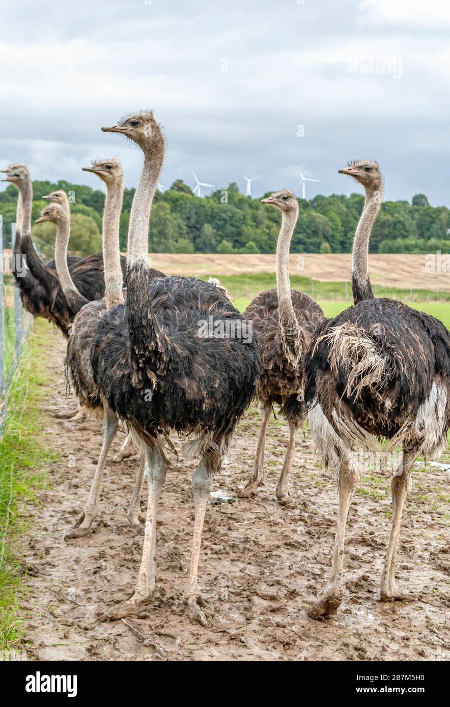 Groupe d'Ostrich adulte à la ferme d'autruches Striegistal en Saxe, Allemagne Banque D'Images