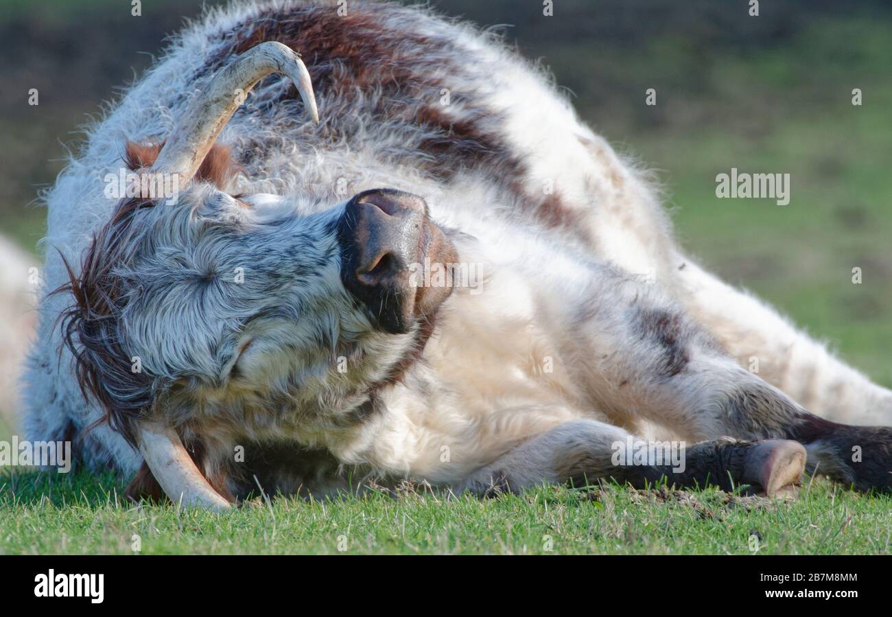 Vache longhorn anglaise (Bos taurus), qui fait partie d'un programme de conservation du pâturage, posée de son côté au repos, RSPB Arne, Dorset, octobre. Banque D'Images