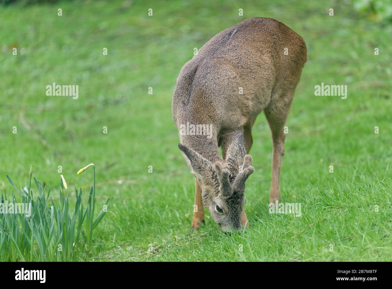 Cerf de Virginie (Capreolus capreolus) buck avec cornes en développement dans l'herbe de pacage de velours sur une pelouse de jardin, jardin du Wiltshire, Royaume-Uni, février. Banque D'Images