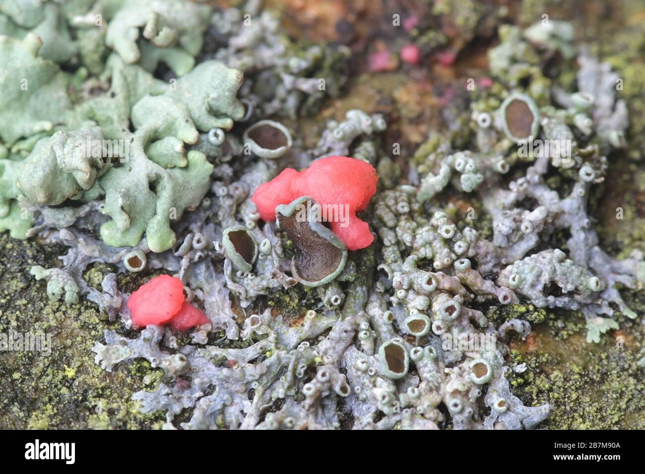 Illosporiopsis christiansenii, un champignon lichenicolor rouge de Finlande sans nom anglais commun Banque D'Images