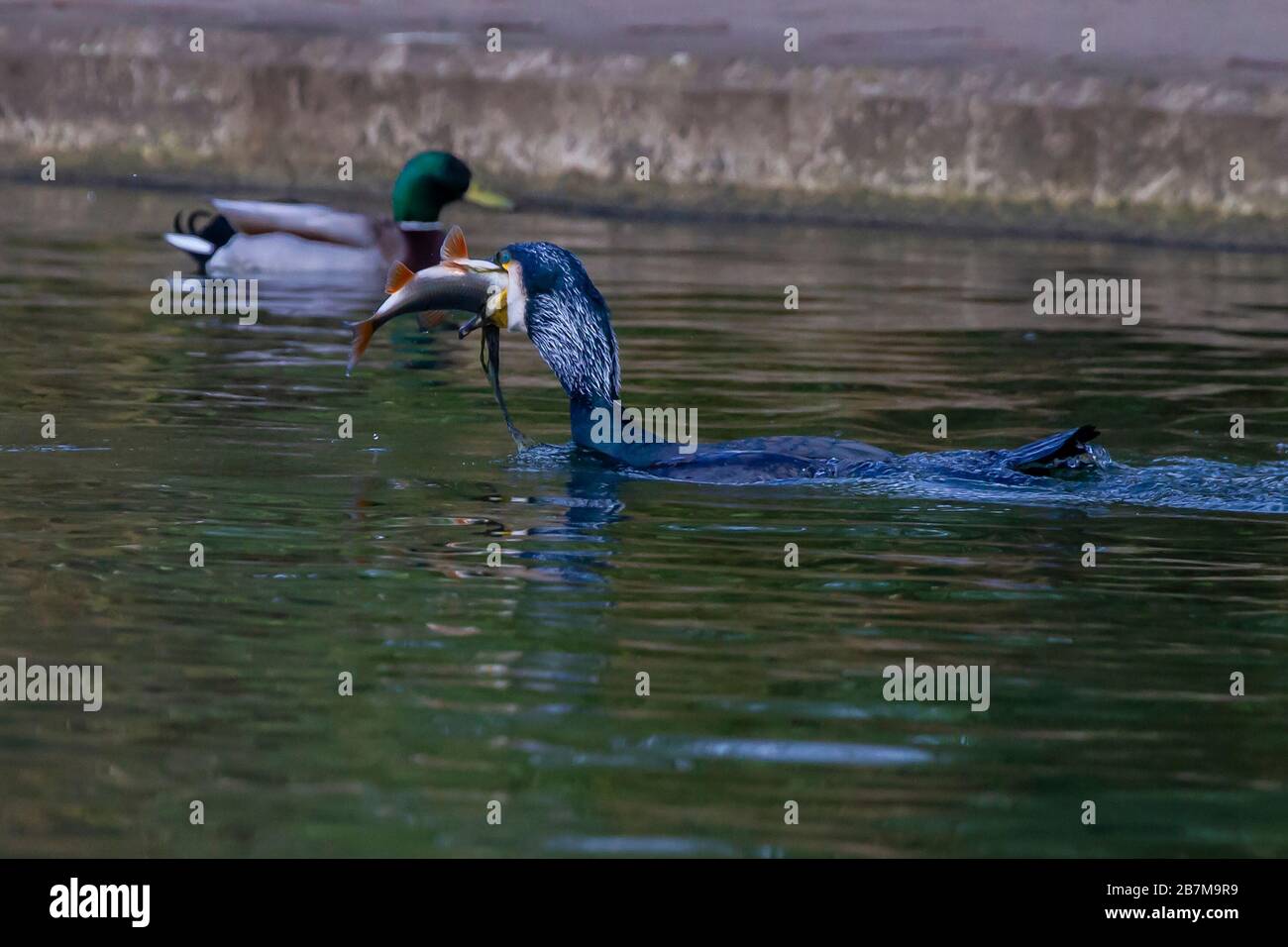 Northampton, Royaume-Uni, 17 mars 2020, un temps terne n'a pas arrêté ce Cormorant. Phalacrocurax cabo (Phalacrocoracidae) de prendre le petit déjeuner dans le lac inférieur à Abington Park. Crédit : Keith J Smith./Alay Live News Banque D'Images