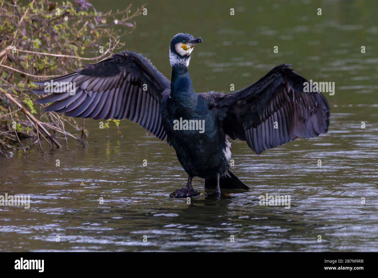 Northampton, Royaume-Uni, 17 mars 2020, temps terne, UN Cormorant. Phalacrocurax cabo (Phalacrocoracidae) séchant ses ailes après avoir pêché dans le lac inférieur à Abington Park. Crédit : Keith J Smith./Alay Live News Banque D'Images