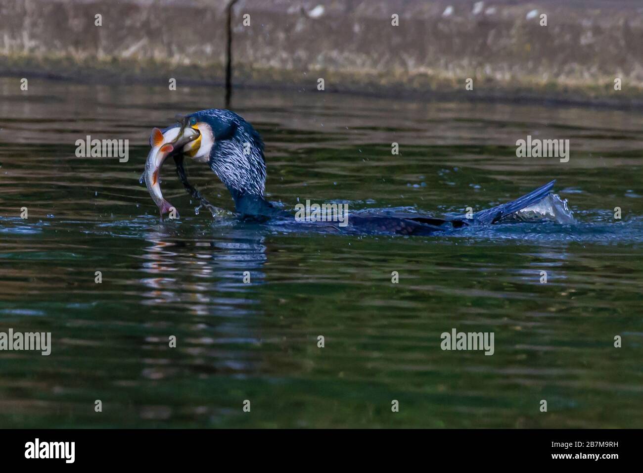 Northampton, Royaume-Uni, 17 mars 2020, un temps terne n'a pas arrêté ce Cormorant. Phalacrocurax cabo (Phalacrocoracidae) de prendre le petit déjeuner dans le lac inférieur à Abington Park. Crédit : Keith J Smith./Alay Live News Banque D'Images