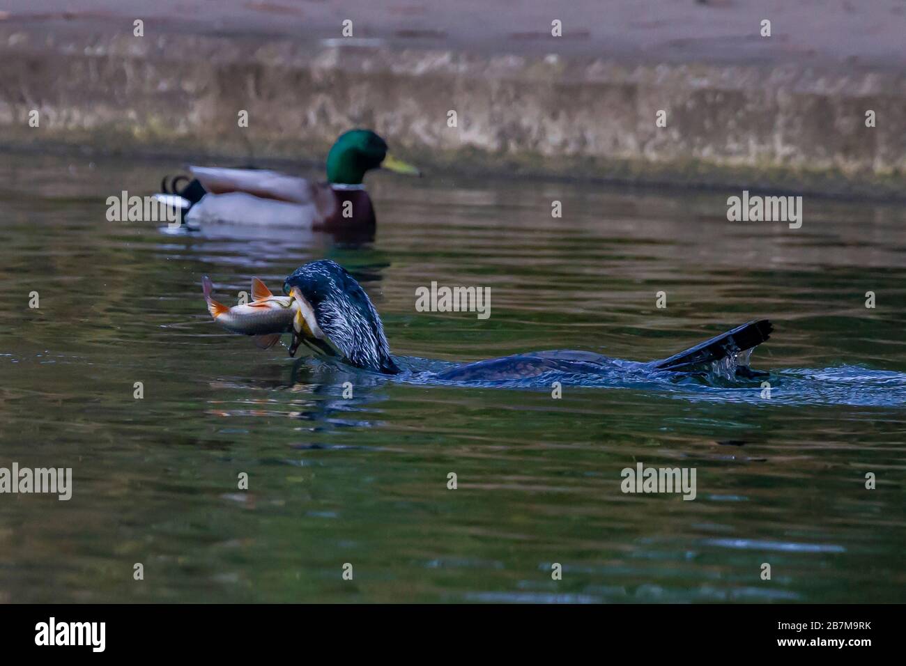 Northampton, Royaume-Uni, 17 mars 2020, un temps terne n'a pas arrêté ce Cormorant. Phalacrocurax cabo (Phalacrocoracidae) de prendre le petit déjeuner dans le lac inférieur à Abington Park. Crédit : Keith J Smith./Alay Live News Banque D'Images