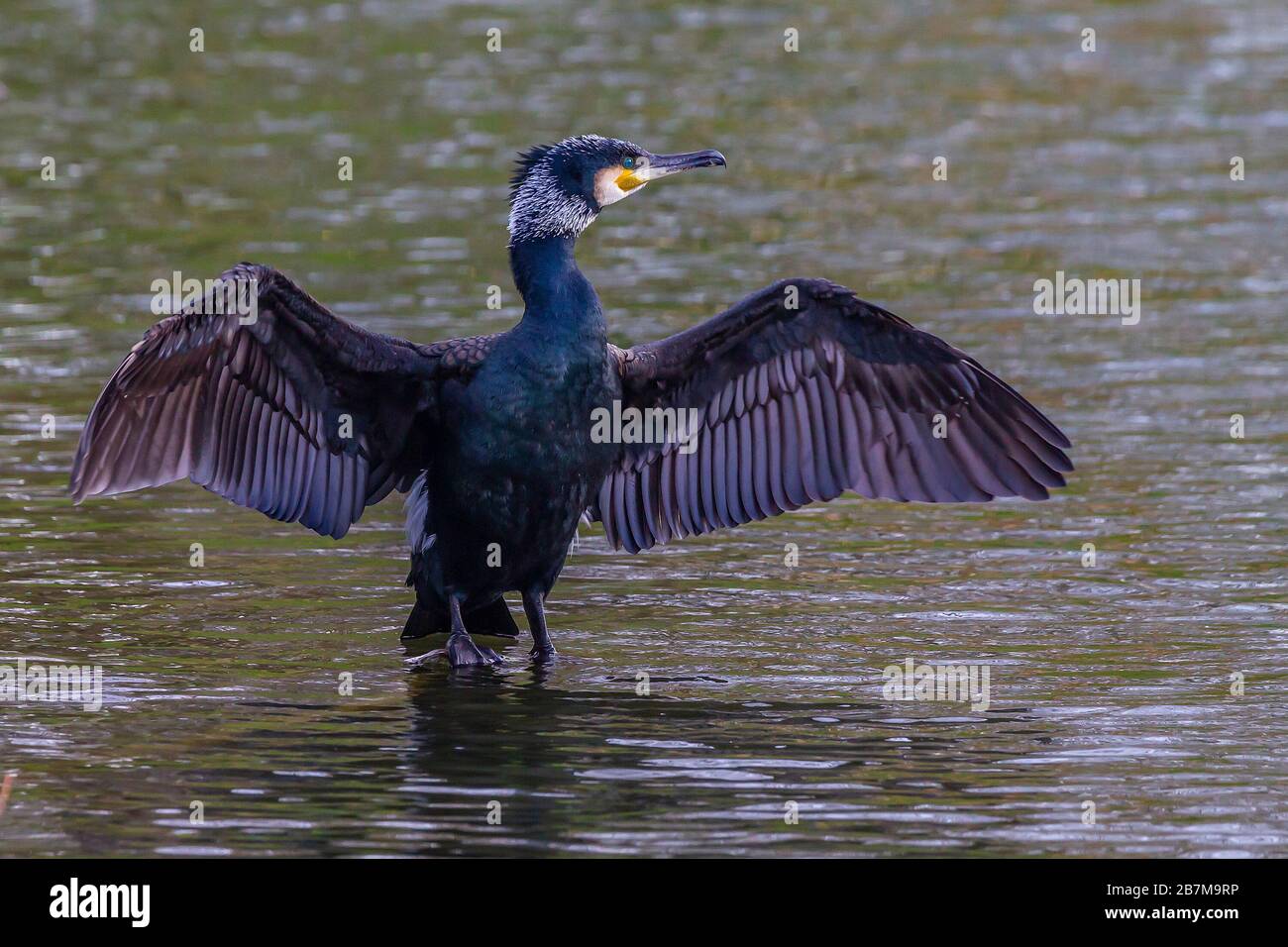 Northampton, Royaume-Uni, 17 mars 2020, temps terne, UN Cormorant. Phalacrocurax cabo (Phalacrocoracidae) séchant ses ailes après avoir pêché dans le lac inférieur à Abington Park. Crédit : Keith J Smith./Alay Live News Banque D'Images