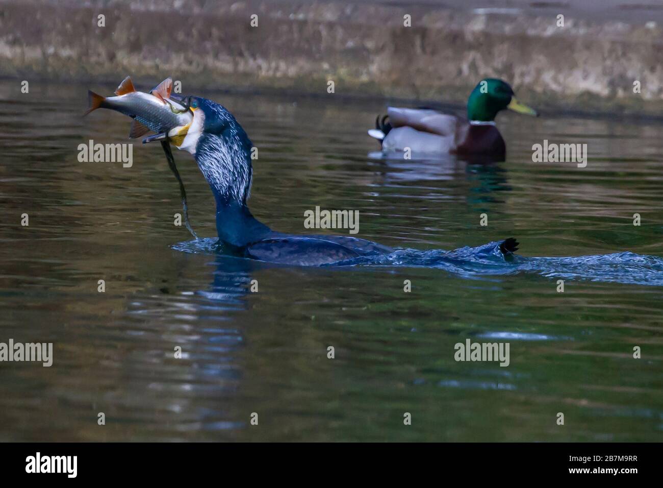 Northampton, Royaume-Uni, 17 mars 2020, un temps terne n'a pas arrêté ce Cormorant. Phalacrocurax cabo (Phalacrocoracidae) de prendre le petit déjeuner dans le lac inférieur à Abington Park. Crédit : Keith J Smith./Alay Live News Banque D'Images