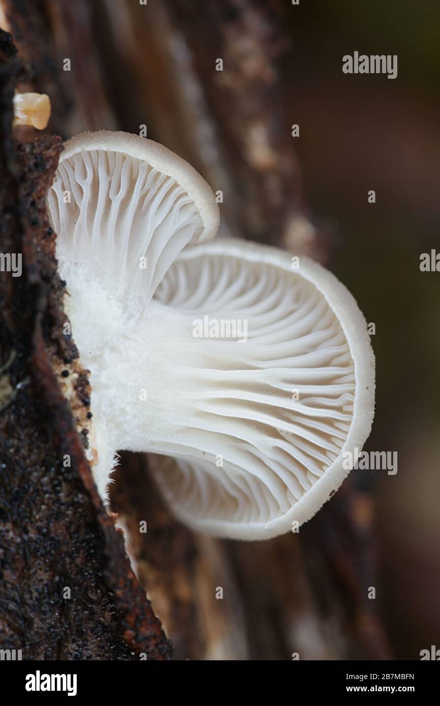 Pleurotus ostreatus, connu sous le nom de champignon huître perlé ou huître d'hiver, champignon comestible sauvage de Finlande Banque D'Images Pleurotus ostreatus, connu sous le nom de champignon huître perlé ou huître d'hiver, champignon comestible sauvage de Finlande Banque D'Images