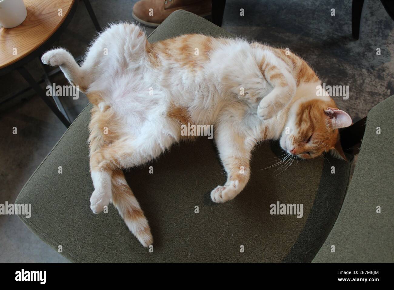 Chat de gingembre dormant de façon drôle tourné en vue de dessus pleine longueur intérieur lumière naturelle image. Banque D'Images