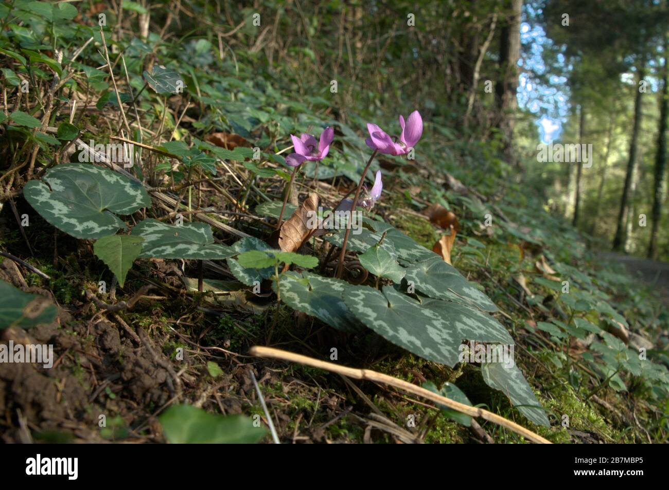 Cyclamen sauvage (persicum sp) dans la forêt des Alpes suisses Photo Stock  - Alamy