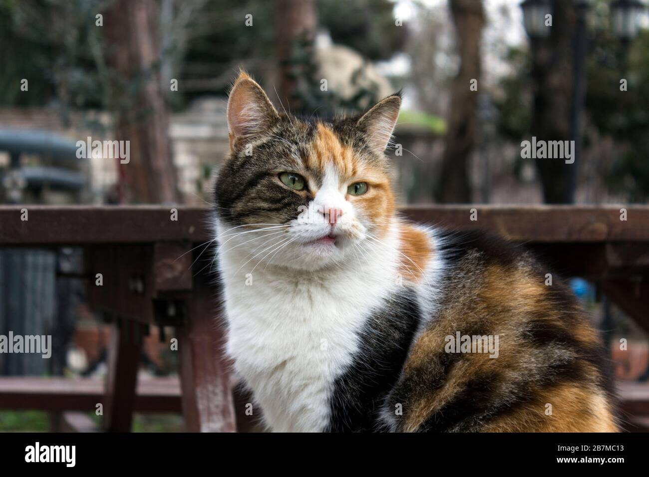 Portrait de profil extérieur d'un chat calico parasite avec des imperfections naturelles du visage, ce qui fait qu'il semble un chat ennuyé et aigre. Banque D'Images