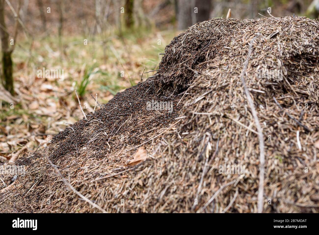 Grand anthill avec colonie de fourmis dans les bois de forêt. Grande colonie de fourmis rouges et noirs et nid géant fourré fait d'épinette ou de pin dans la forêt de Slovénie. Banque D'Images