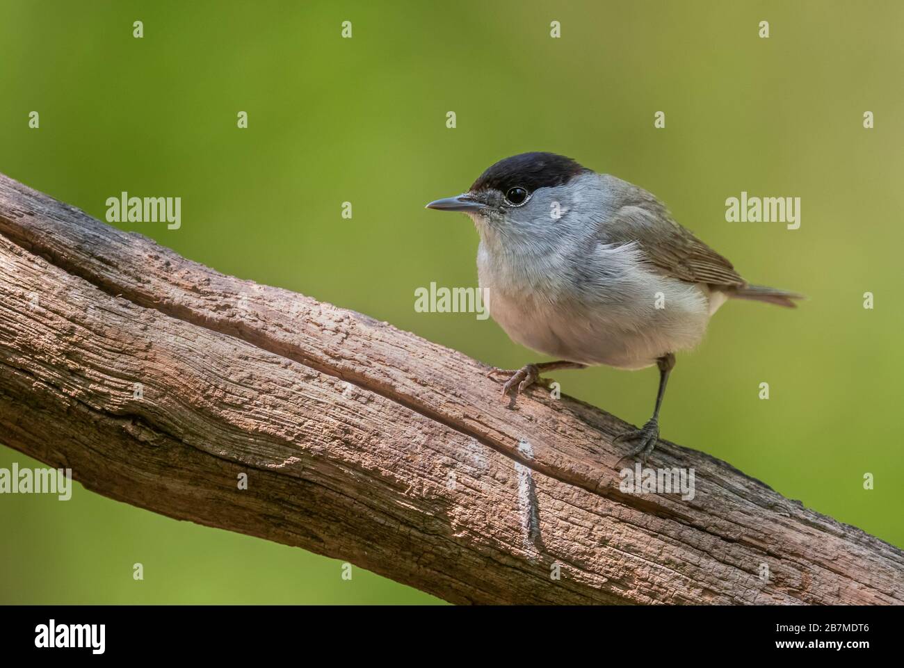 Blackcap eurasien - Sylvia atricapilla, oiseau brun discret des forêts et des bois européens, Hortobagy, Hongrie. Banque D'Images