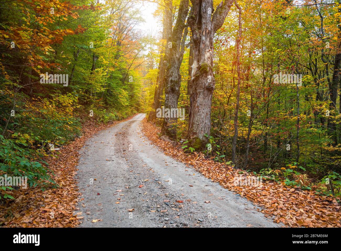 Route arrière déserte à travers une forêt de feuillus pendant la saison des couleurs d'automne Banque D'Images