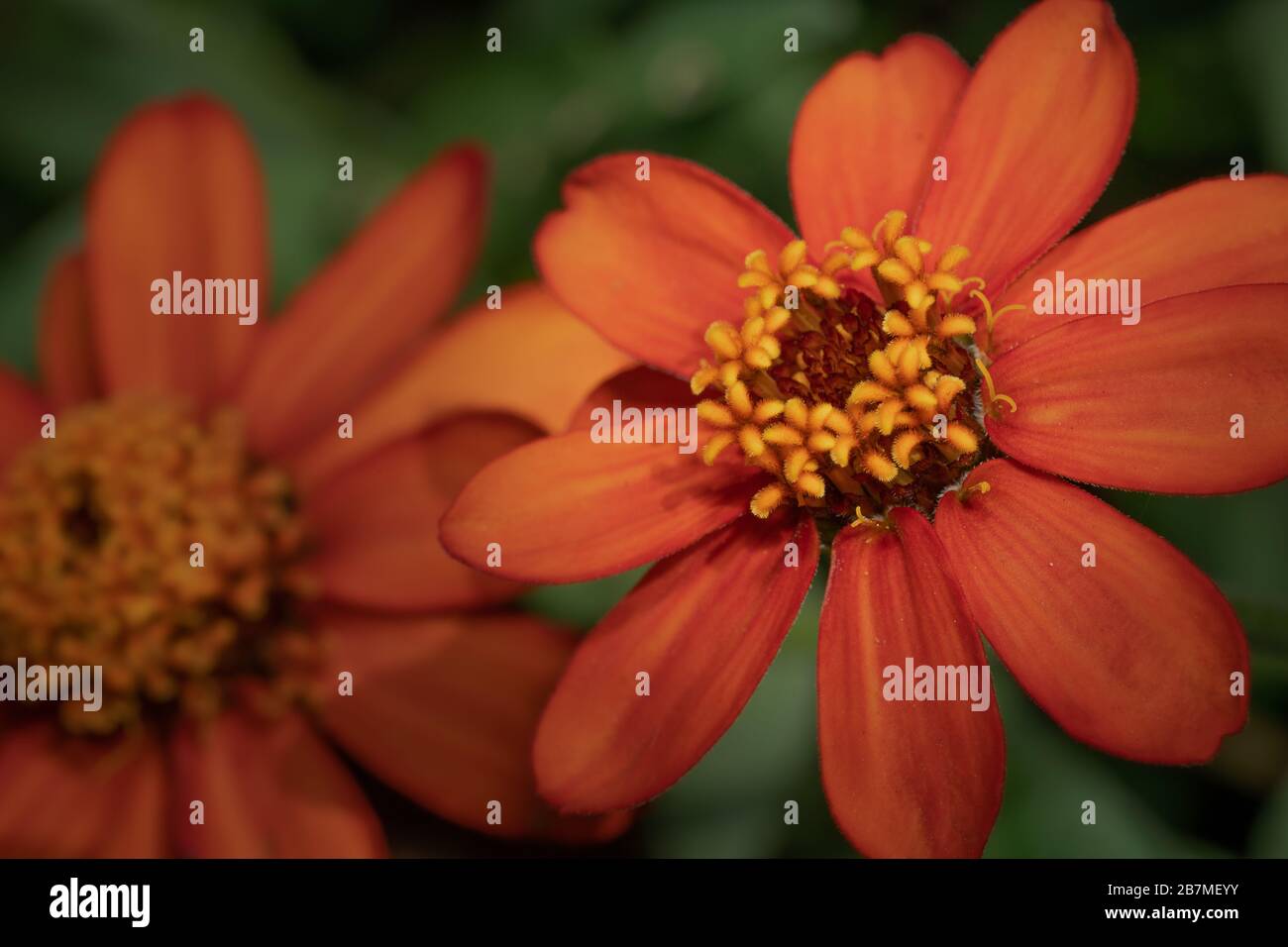 Vue sur le paysage des fleurs d'Orange Zinnia Banque D'Images