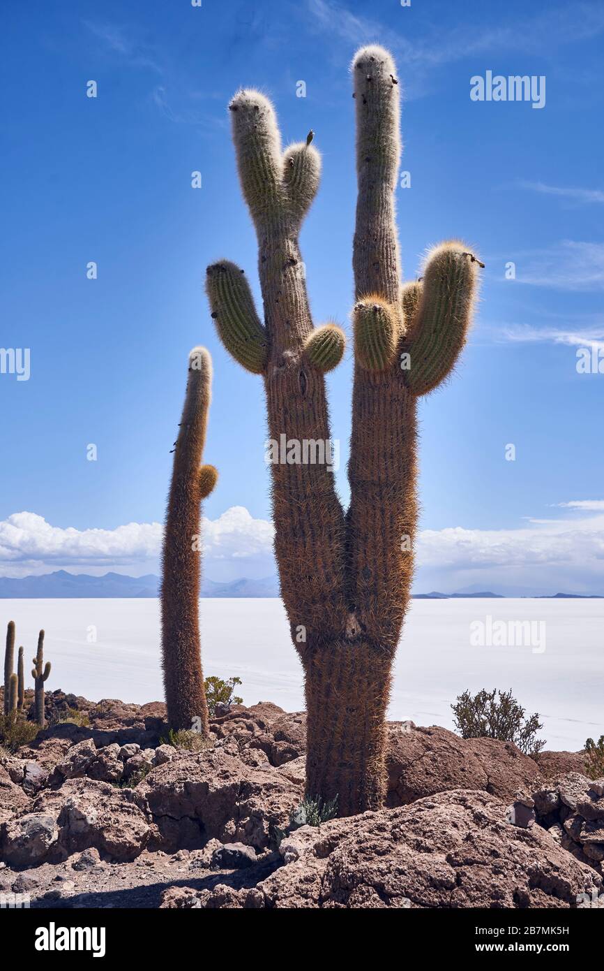 Île Incahuasi avec cactus au centre du Salar de Uyuni Bolivie Banque D'Images