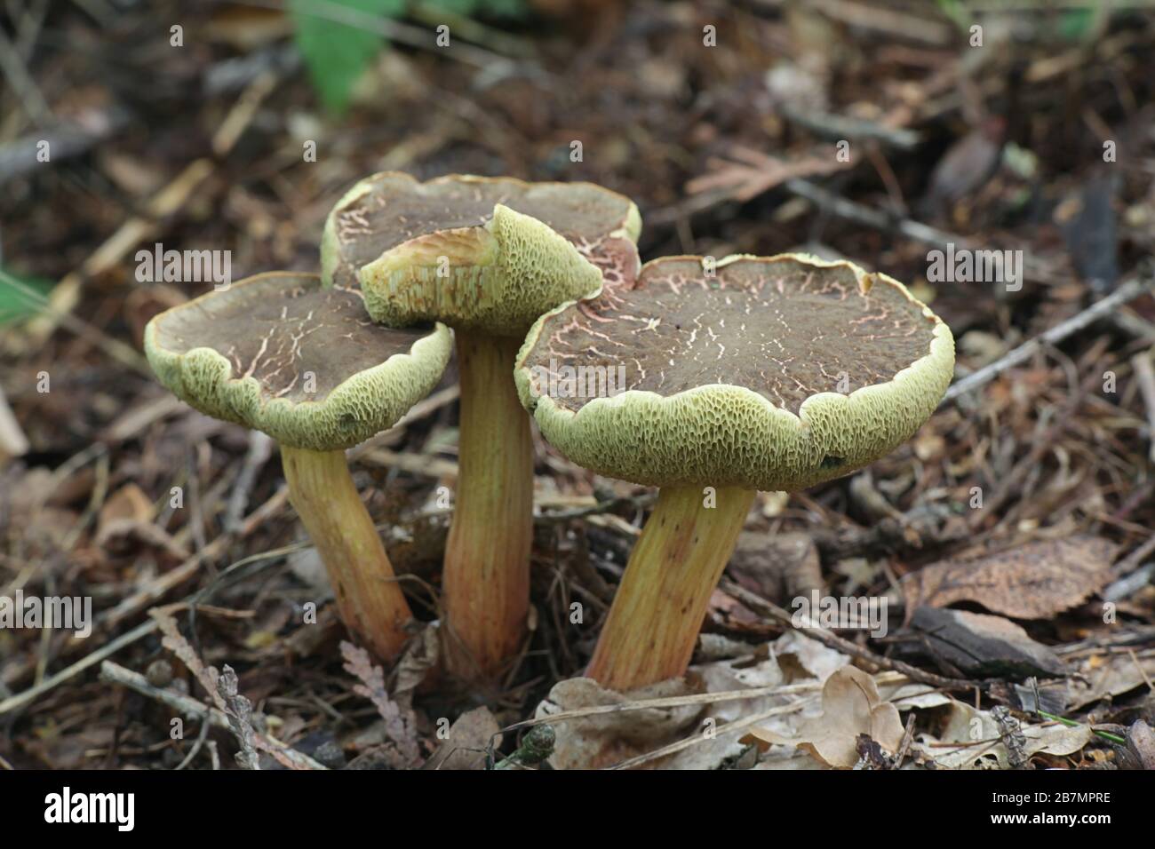 Xerocomellus cisalpinus, le bolete de bluefoot (autrefois appelé Boletus chrysenton, le bolete De Craquage rouge), champignon sauvage de Finlande Banque D'Images