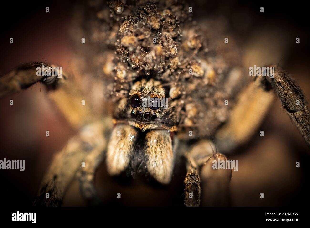 Après que les bébés d'araignée de loup (spiderlings) femelles éclosent de leur sac d'œufs, elle les porte sur son dos jusqu'à ce qu'ils soient prêts à chasser pour leur propre Banque D'Images