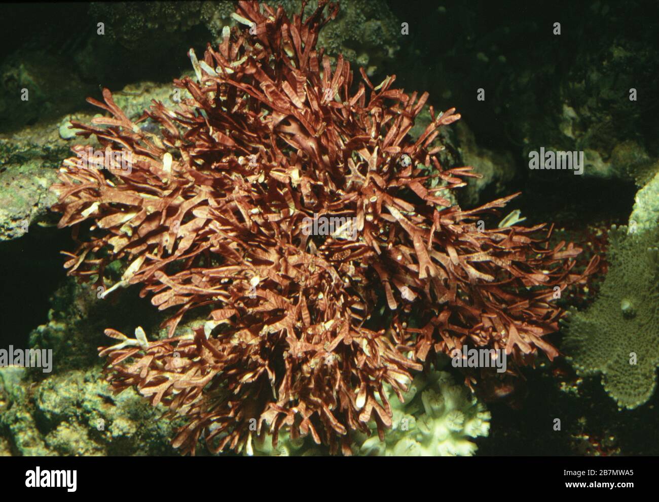 Algues rouges calcaires, Corallina officinalis Banque D'Images