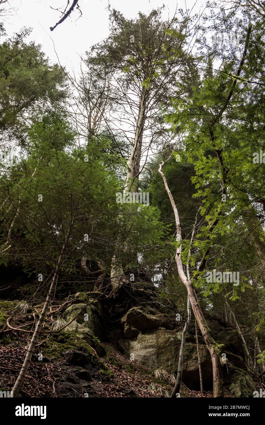 D'immenses rochers et de hauts arbres dans le canyon au milieu de la forêt verte Banque D'Images