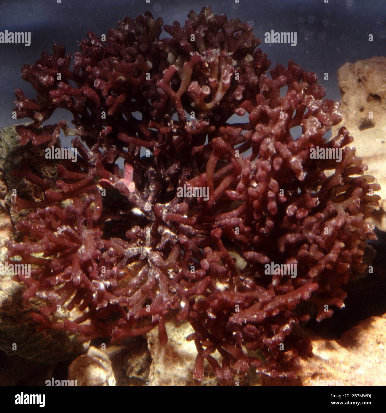 Mauvaise herbe de corail, Corallina officinalis Banque D'Images