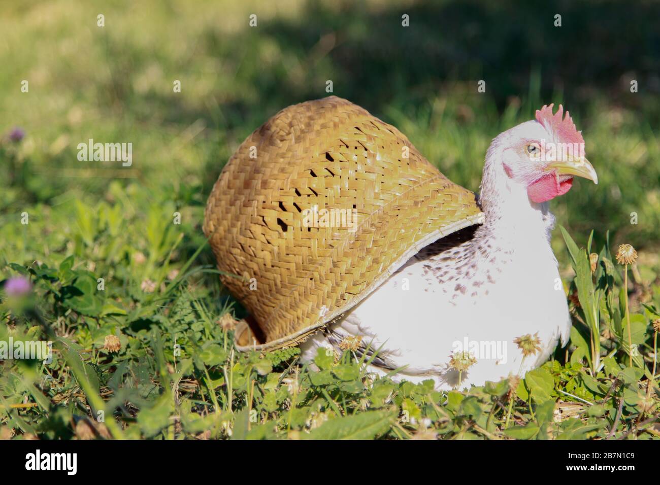 poule blanche dans un champ fleuri Banque D'Images