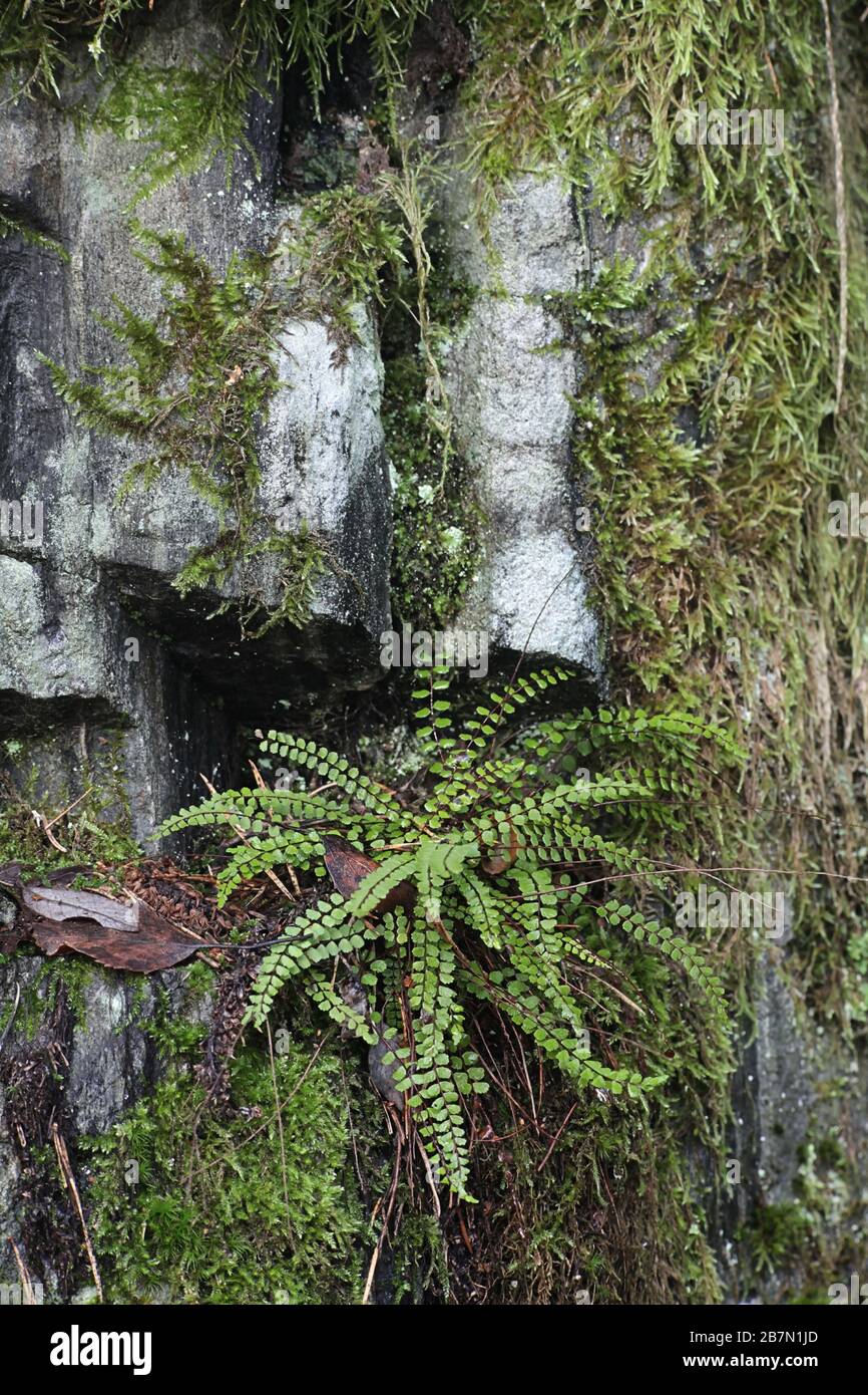 Asplenium trichomanes, communément connu sous le nom de maidenhair spleenwort Banque D'Images