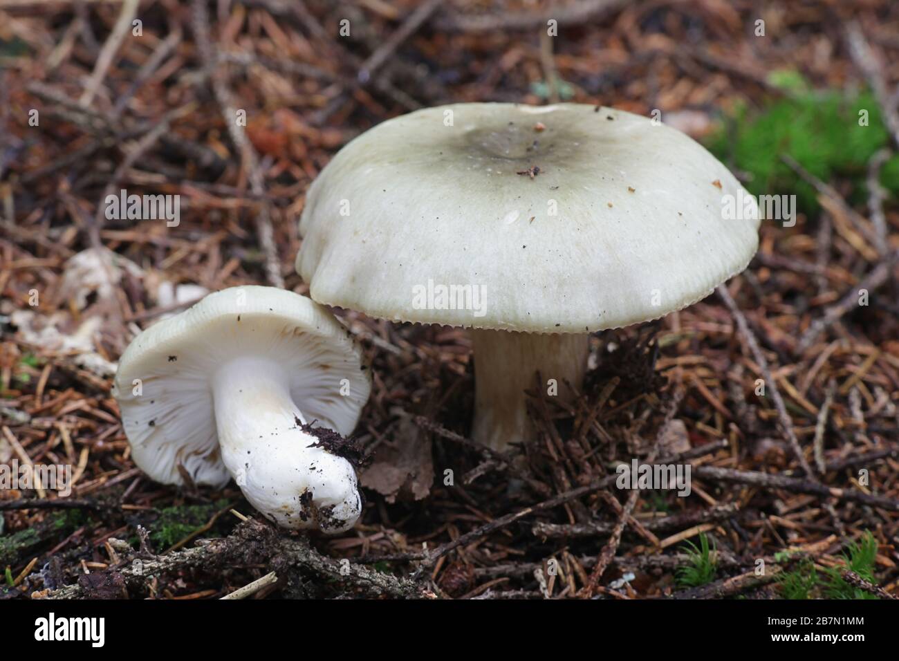 Russula aeruginea, connue sous le nom de Rusula verte, Rusula verte collante, ou le champignon vert de la Finlande Banque D'Images