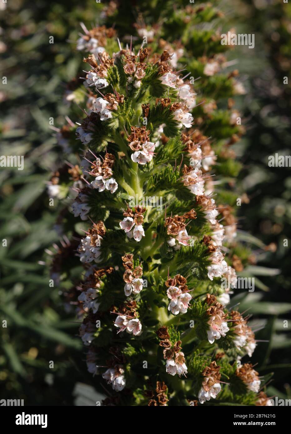 Echium virescens, un endemisme commun de tenerife Banque D'Images
