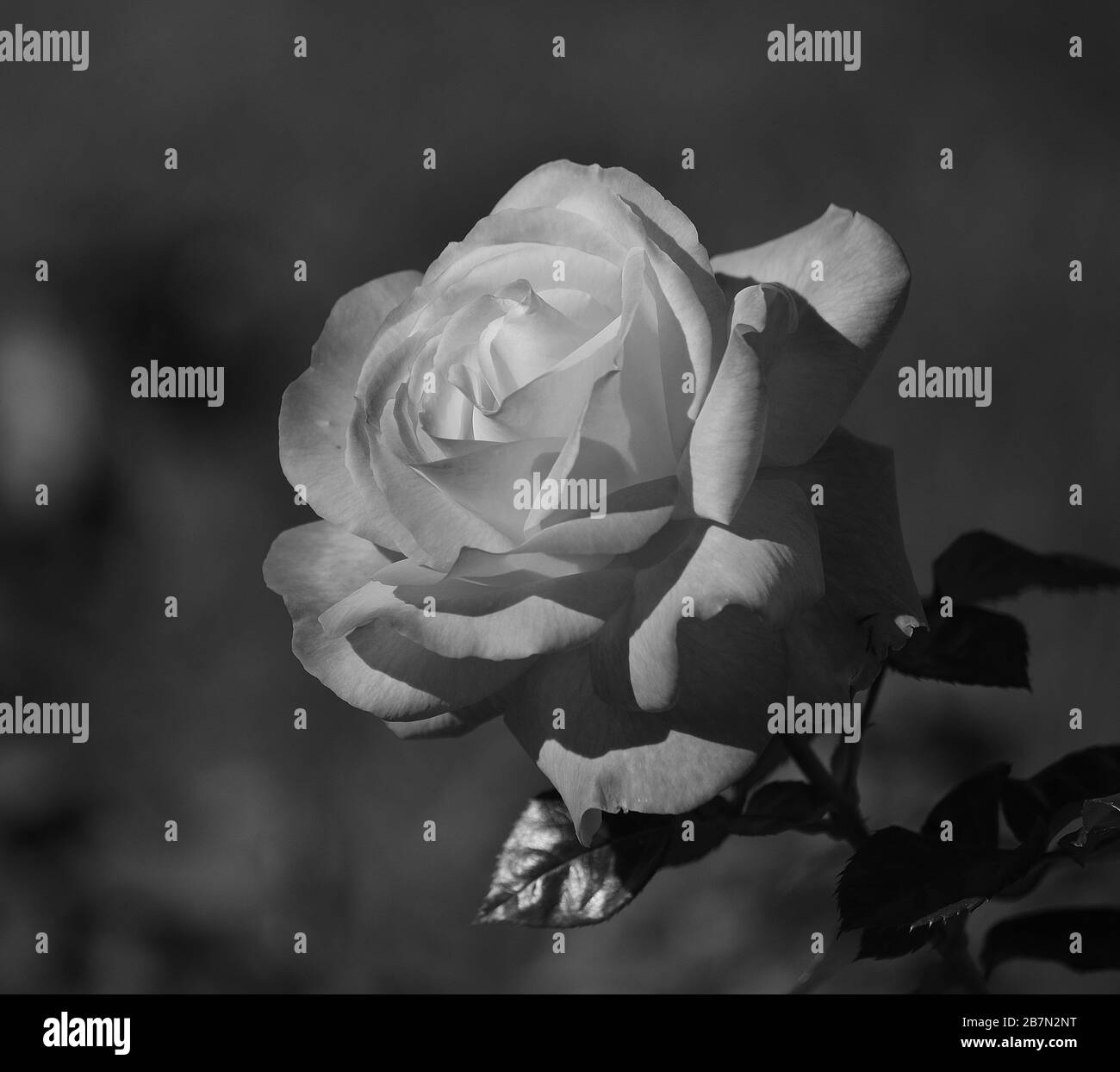 Belle rose en premier plan avec arrière-plan hors mise au point, mode monochrome Banque D'Images
