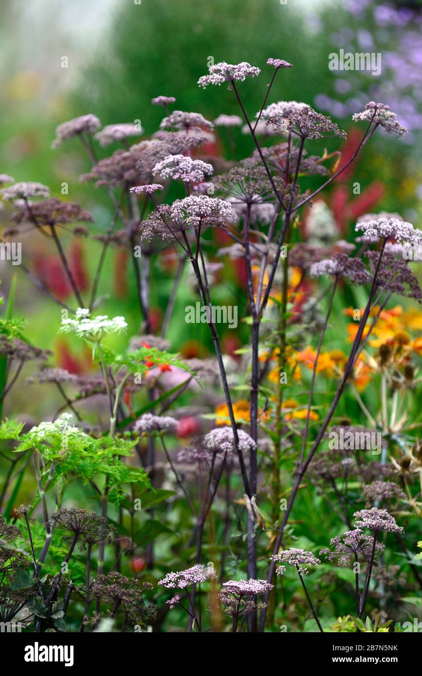 Angelica sylvestris purpurea Mead de Vicar,Wild angelica,violette tiges,pourpre fleurs,flowerheads,umbellifer,umbellivers,jardin,bisannuel,RM Floral Banque D'Images