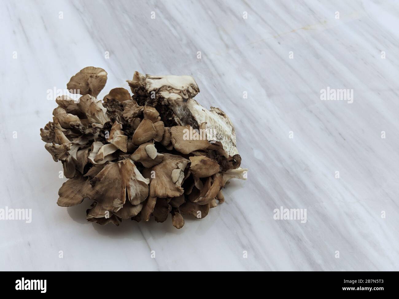 Champignons japonais Maitake sur fond de marbre Banque D'Images