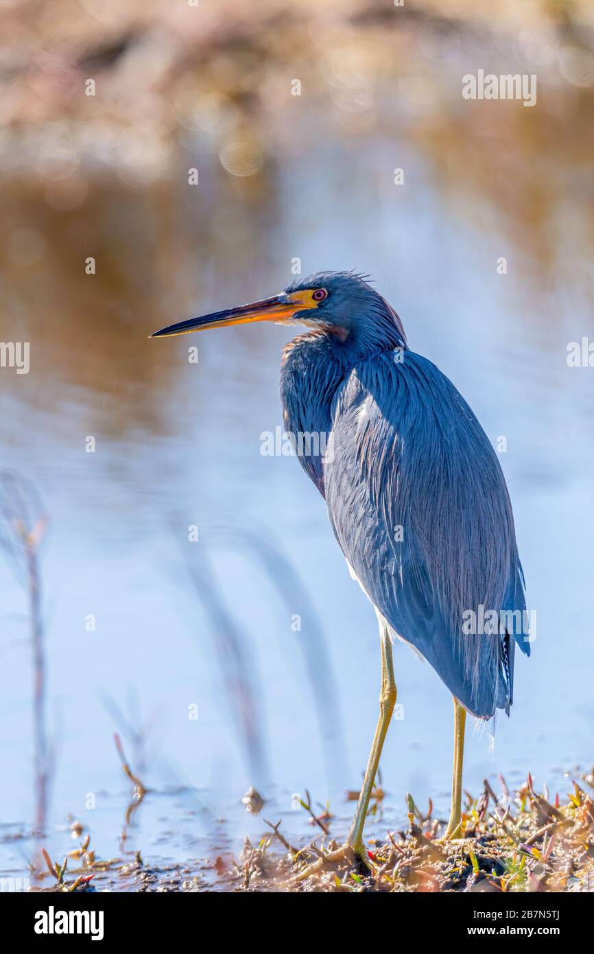 Un Héron tricolore (Egretta tricolor) se dresse au bord de l'eau dans la réserve naturelle nationale de l'île Merritt, en Floride, aux États-Unis. Banque D'Images