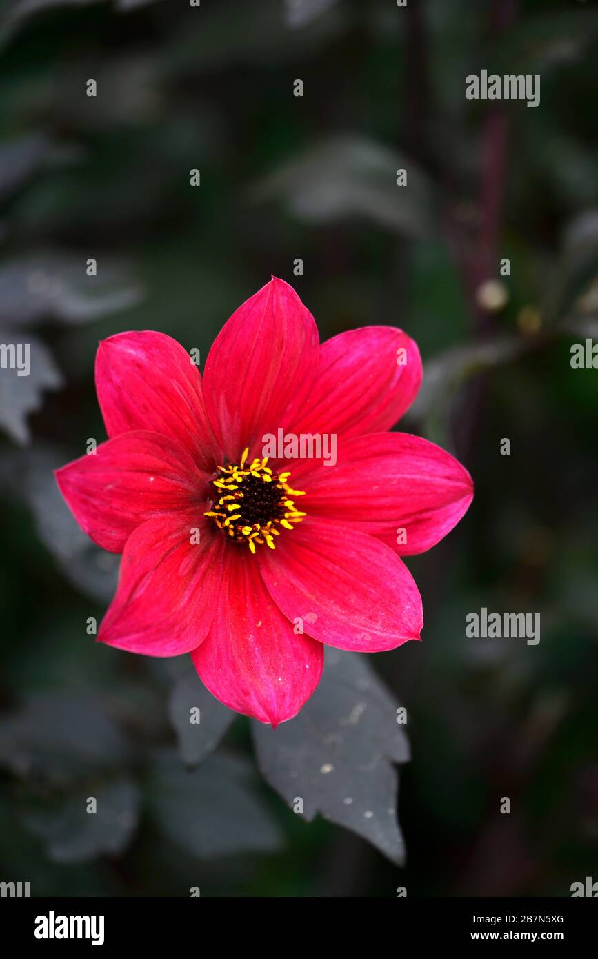 dahlia,peony dahlias,plantules,fleurs rouges de vin,floraison,fleur,favorable aux abeilles,faune sauvage,riche en nectar,RM floral Banque D'Images