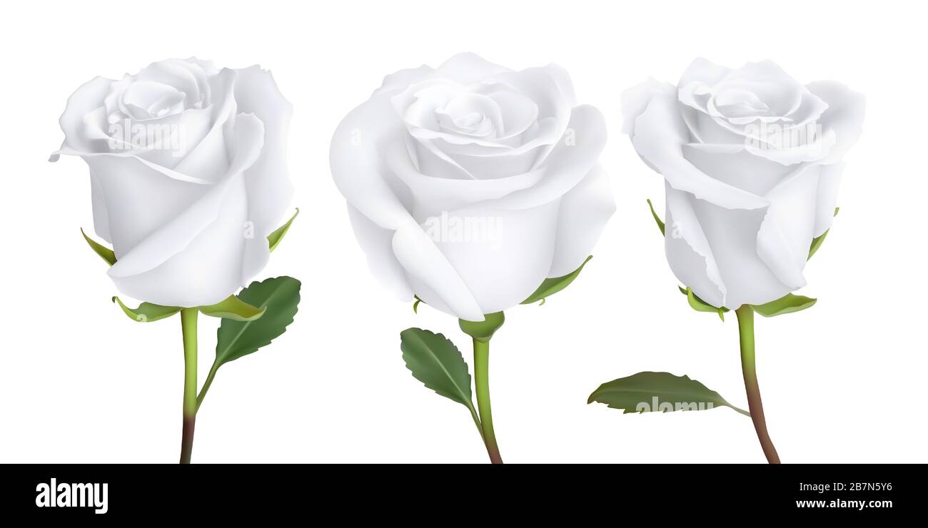 motif rose réaliste isolé sur fond, illustration vectorielle Illustration de Vecteur