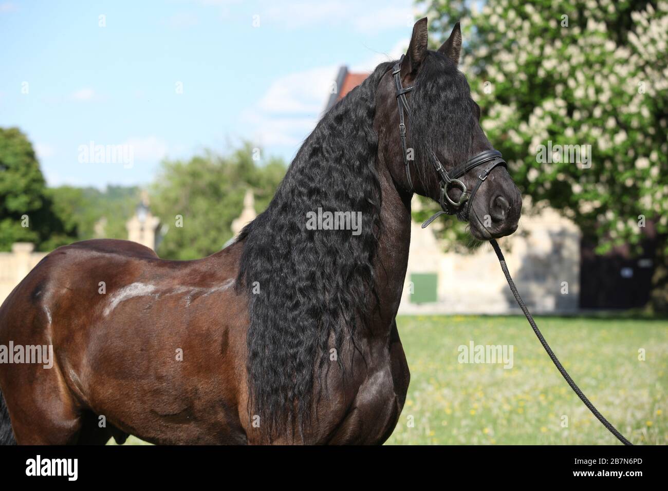 Cheval Friesian debout sur l'herbe seule Banque D'Images