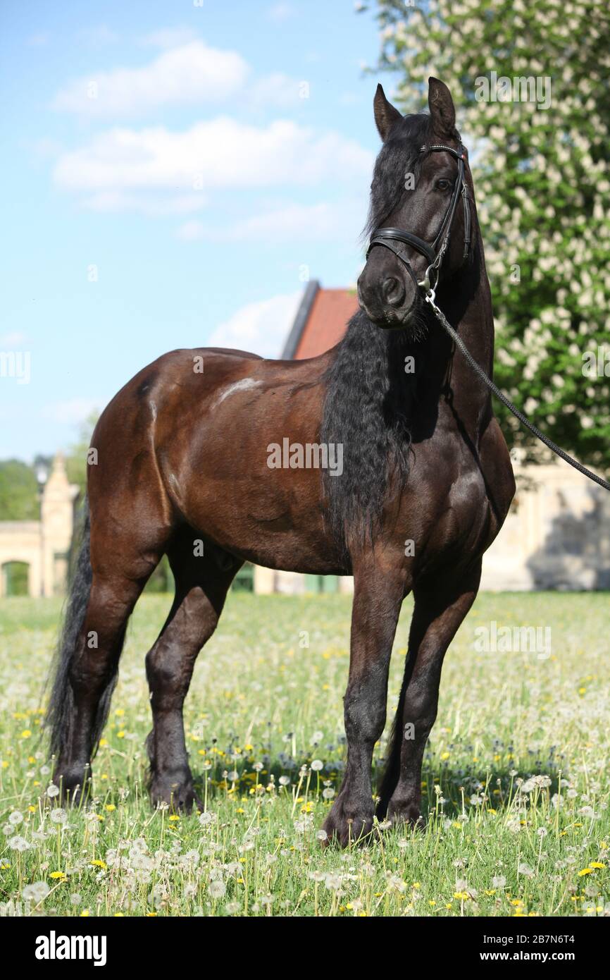 Cheval Friesian debout sur l'herbe seule Banque D'Images