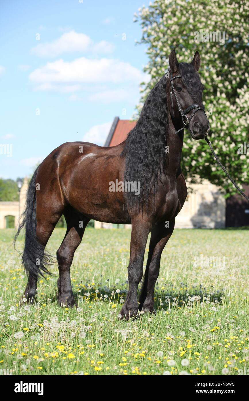 Cheval Friesian debout sur l'herbe seule Banque D'Images