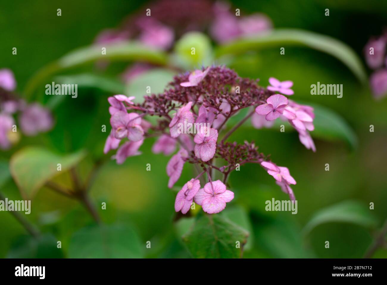 L'Hydrangea aspera,rose,rose,violet, hortensias, fleurs,fleurs,fleurs, fleurs RM Banque D'Images