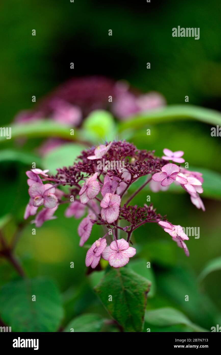 L'Hydrangea aspera,rose,rose,violet, hortensias, fleurs,fleurs,fleurs, fleurs RM Banque D'Images