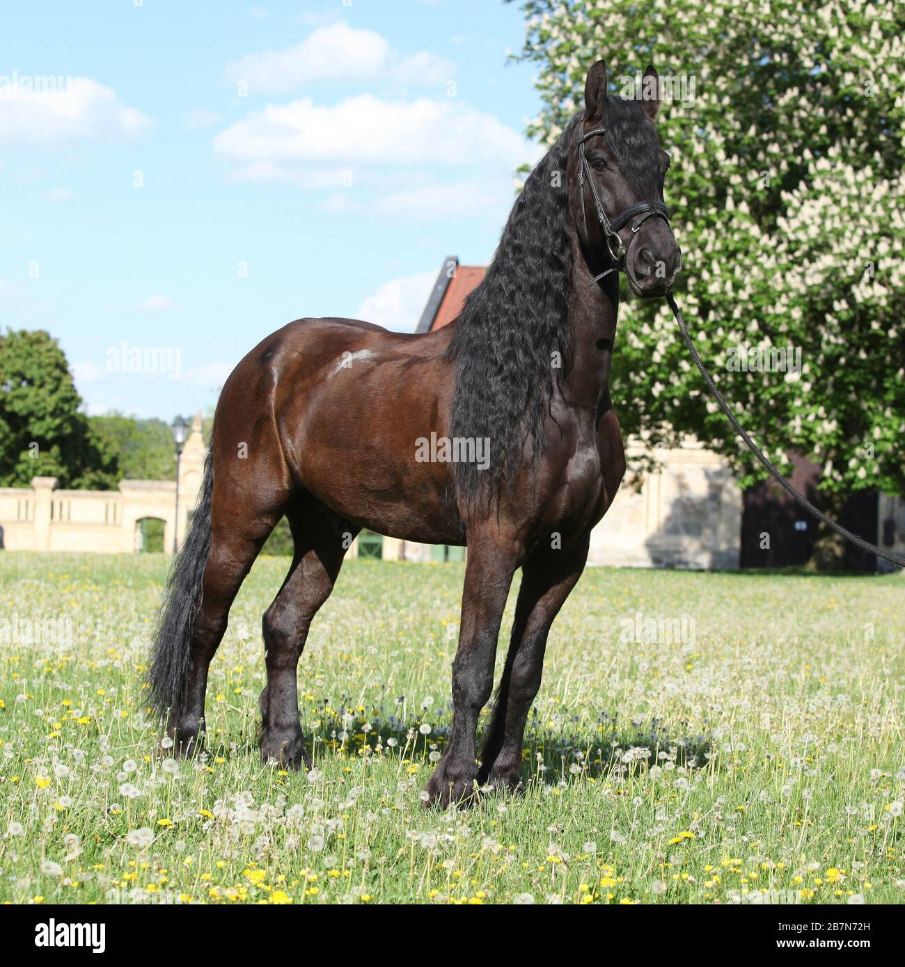 Cheval Friesian debout sur l'herbe seule Banque D'Images