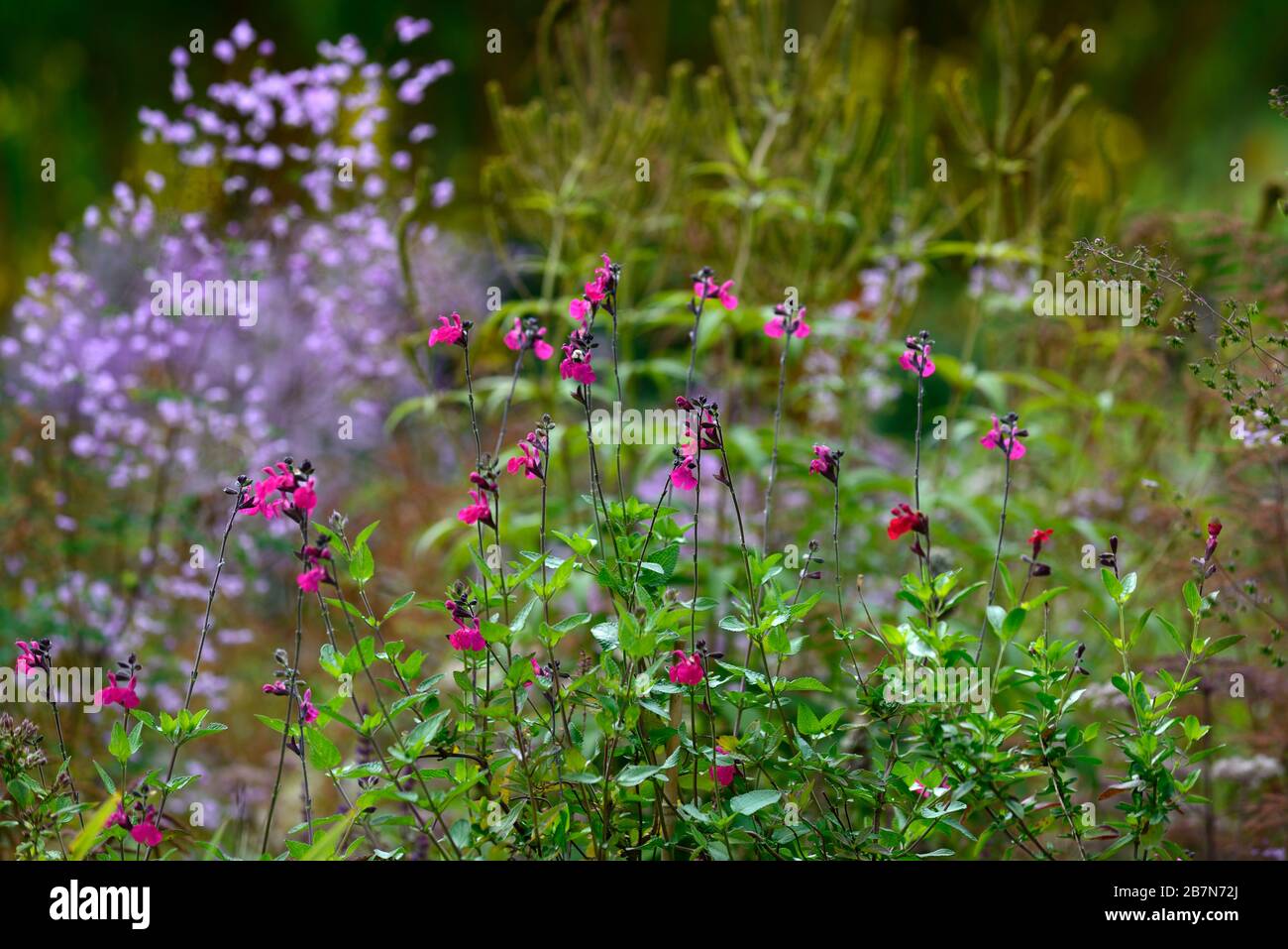 Salvia microphylla cerro potosi,fleurs roses,floraison,vivace,fleurs,rose fleur de salvia,RM Floral Banque D'Images