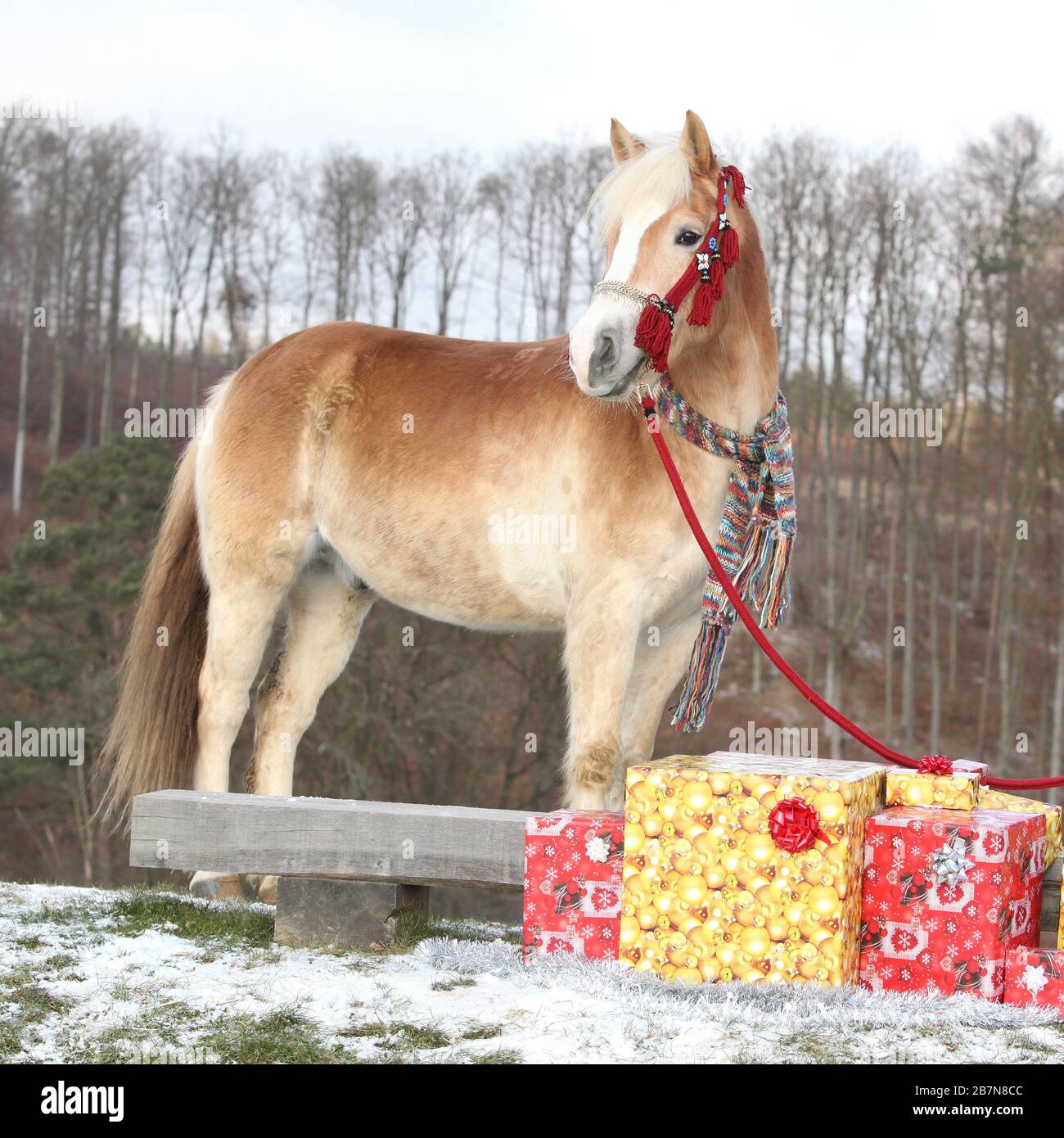 Joli haflinger avec halter rouge, écharpe et cadeaux de noël en hiver Photo  Stock - Alamy