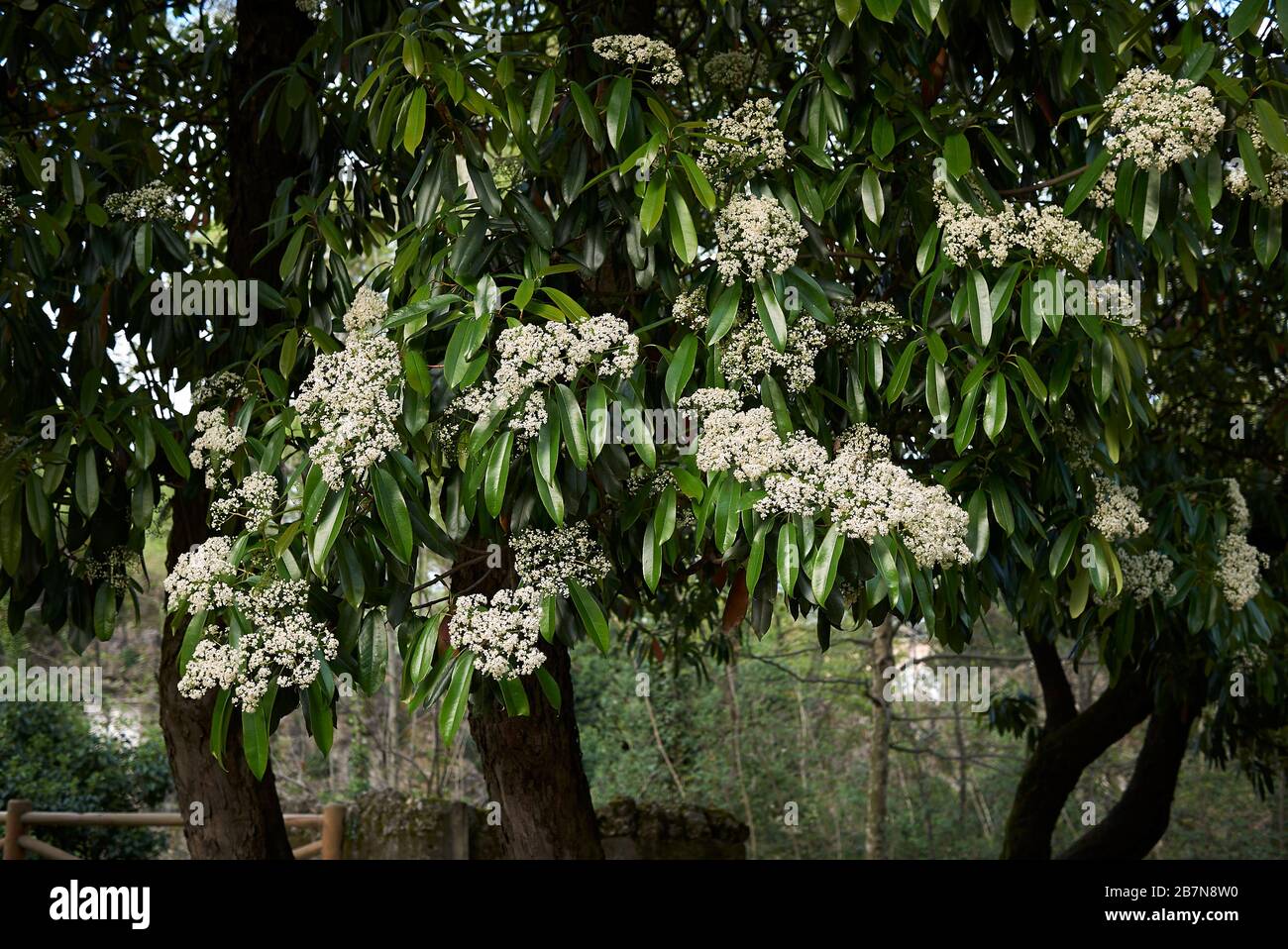 Photinia serratifolia Banque D'Images