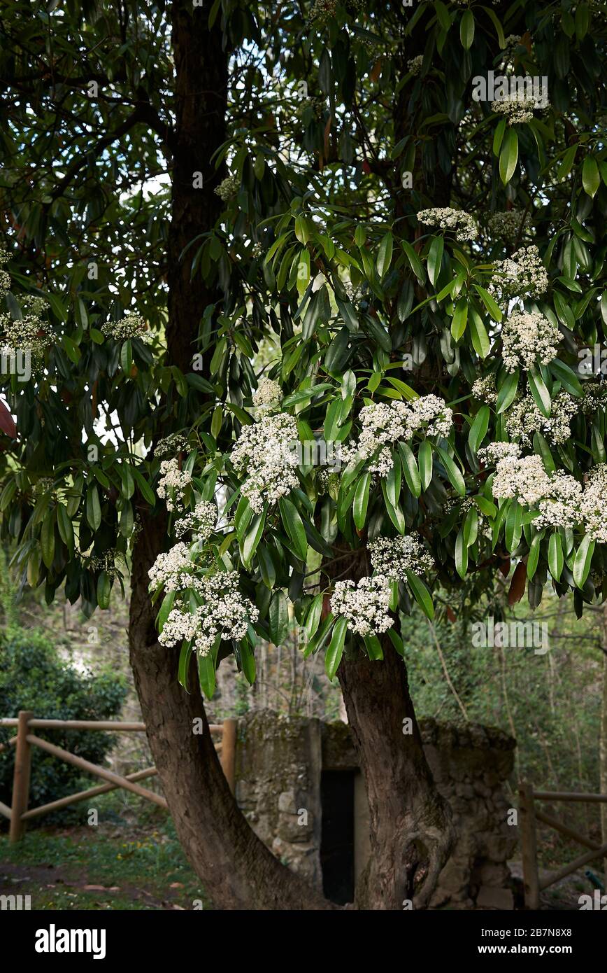 Photinia serratifolia Banque D'Images