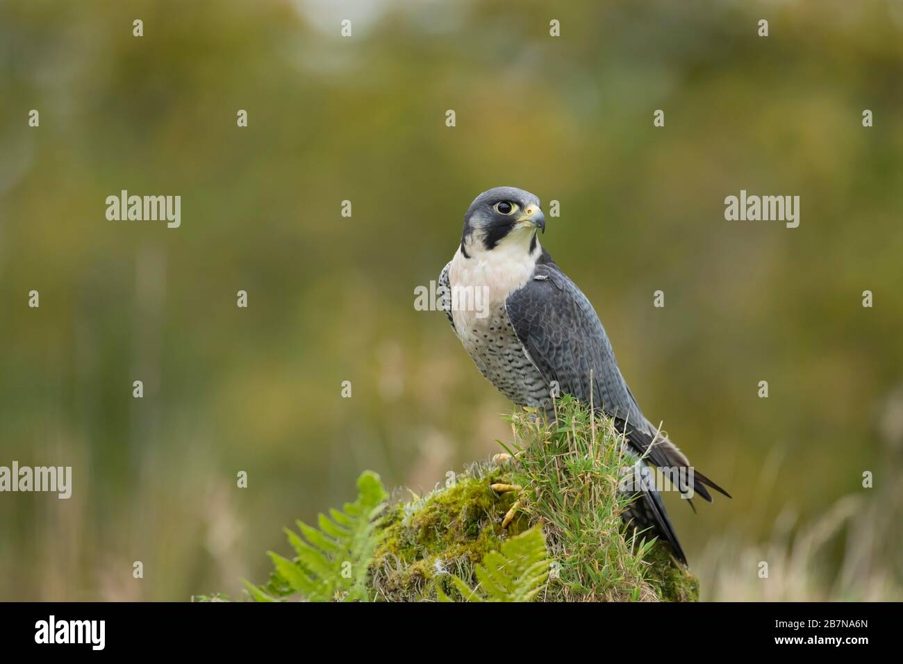 Peregrine (Falco peregrinus) oiseau mâle adulte perché sur un rocher, Écosse, Royaume-Uni Banque D'Images