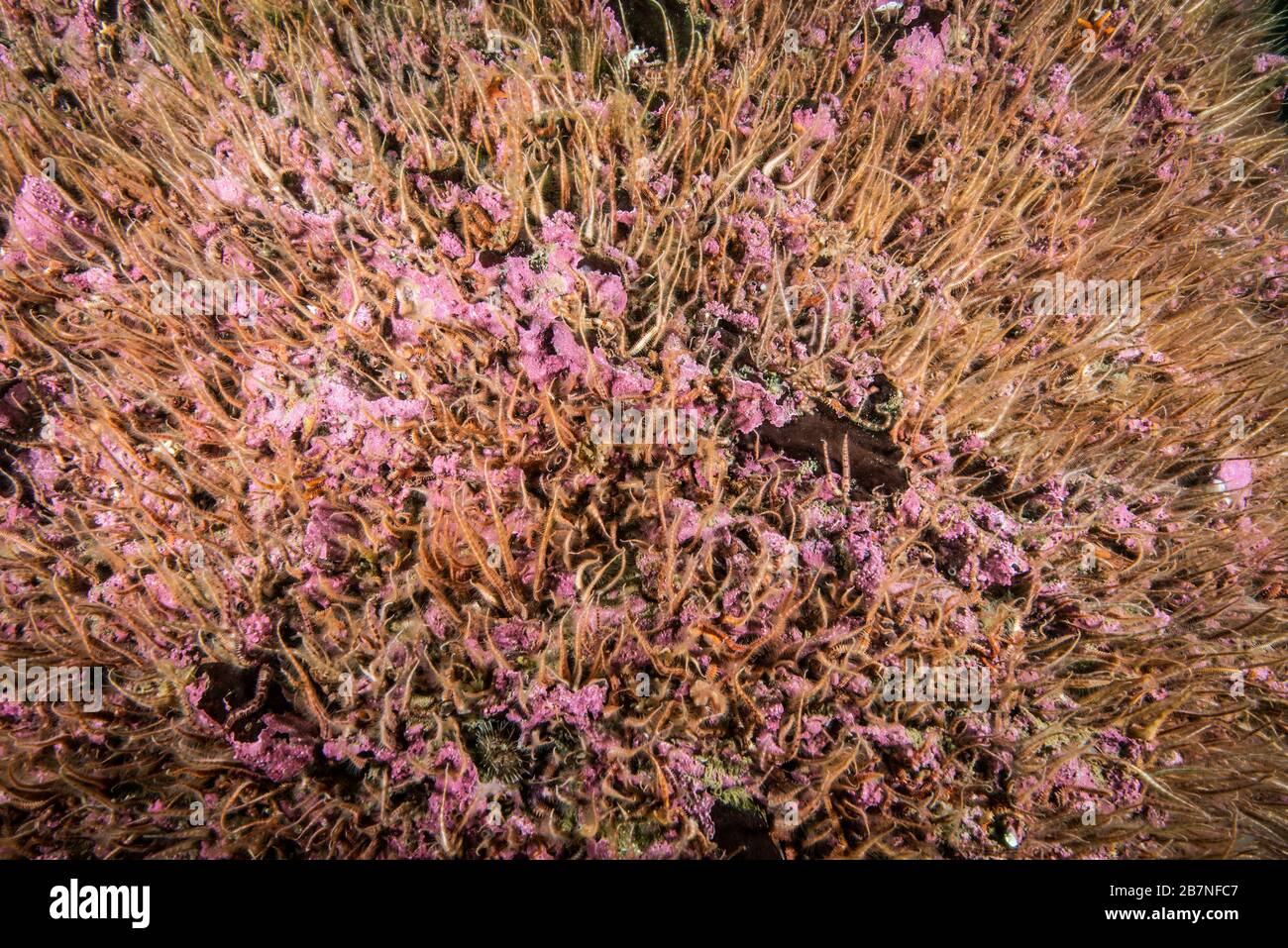 Étoile de mer fragile sous l'eau du Saint-Laurent au Canada Banque D'Images