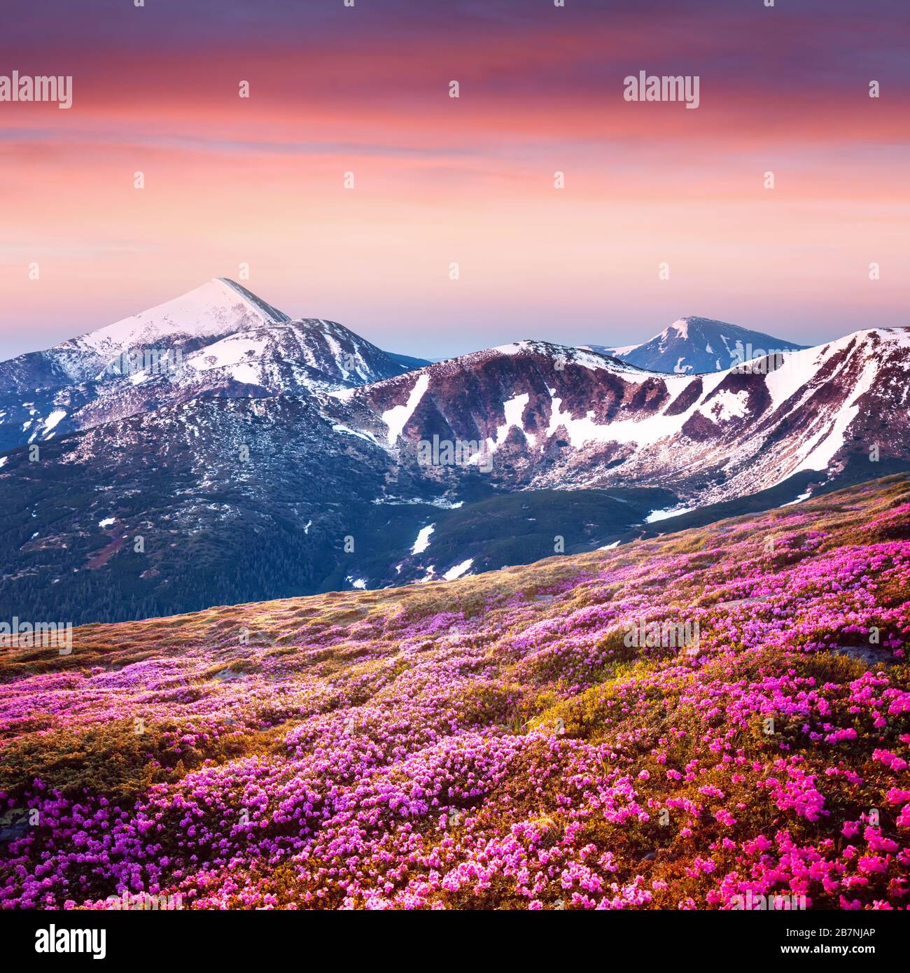 Les fleurs de Rhododendron couvraient la prairie des montagnes en été. Lumière de lever de soleil violette qui brille sur les pics enneigés en arrière-plan. Photographie de paysage Banque D'Images