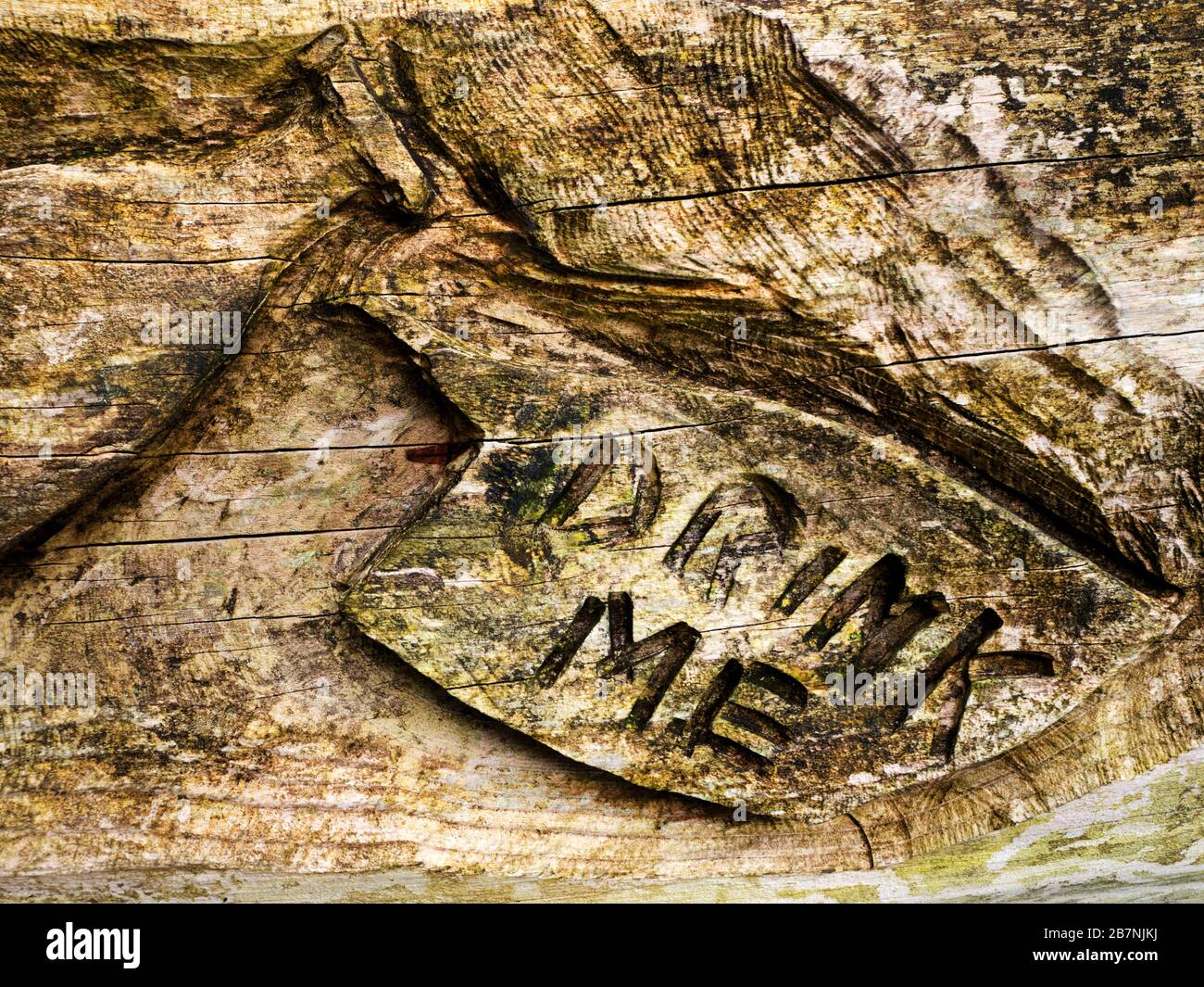 Buvez des détails de sculpture en bois sur la sculpture Alice in Wonderland dans les jardins du spa de Ripon North Yorkshire England Banque D'Images